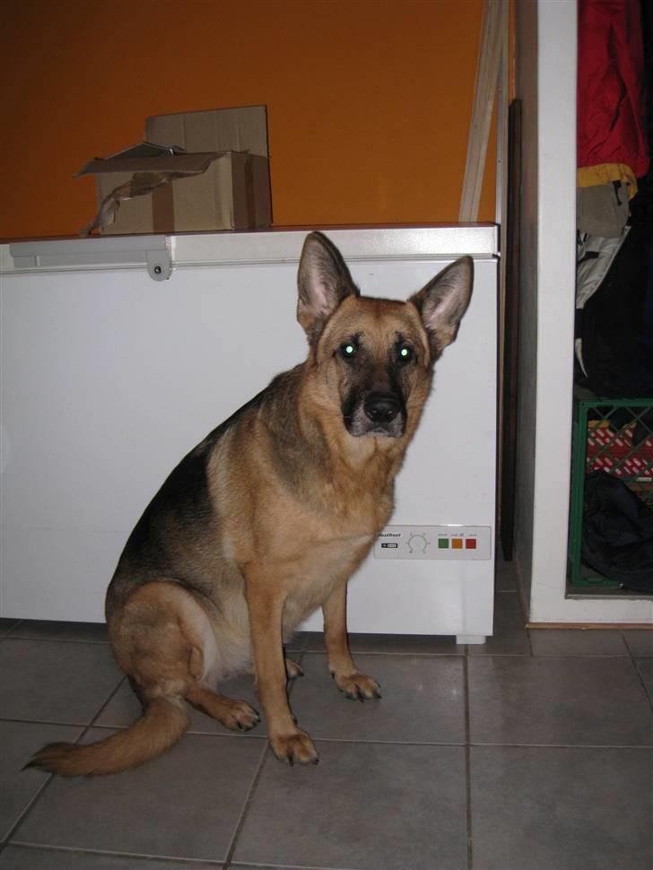 Schæferhund Aika - Åh nej ikke igen det der kamera billede 17