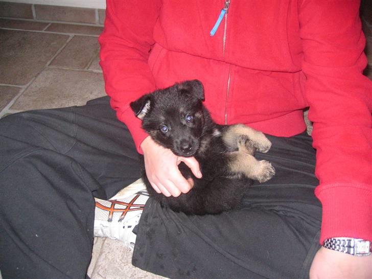 Schæferhund We-Hi-Te's Hasko - Lille Hasko den første gang vi så ham. billede 1