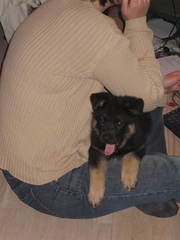 Schæferhund We-Hi-Te's Hasko - Haskos første dag i hjemmet, gemmer sig i mors arme for storebror. billede 3