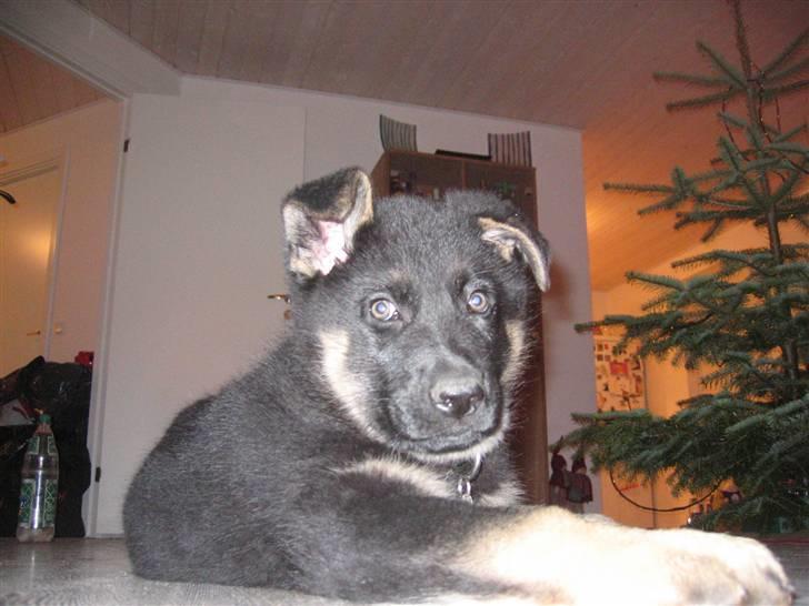 Schæferhund We-Hi-Te's Hasko - Haskos jul billede 4