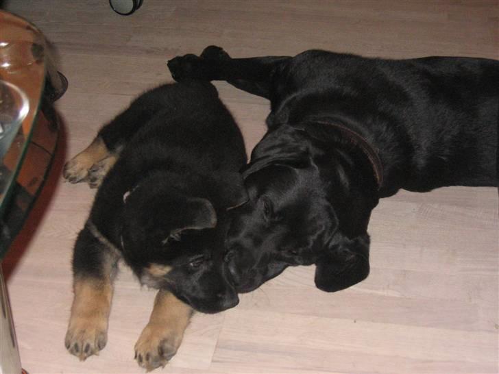 Schæferhund We-Hi-Te's Hasko - Lillebror og Storebror var begge gået hen og blevet trætte ;) billede 5