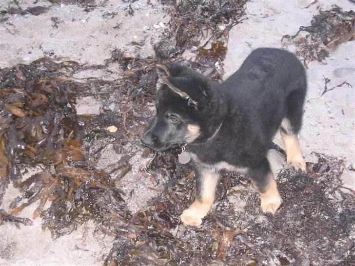 Schæferhund We-Hi-Te's Hasko - Fra vores første strandtur billede 6