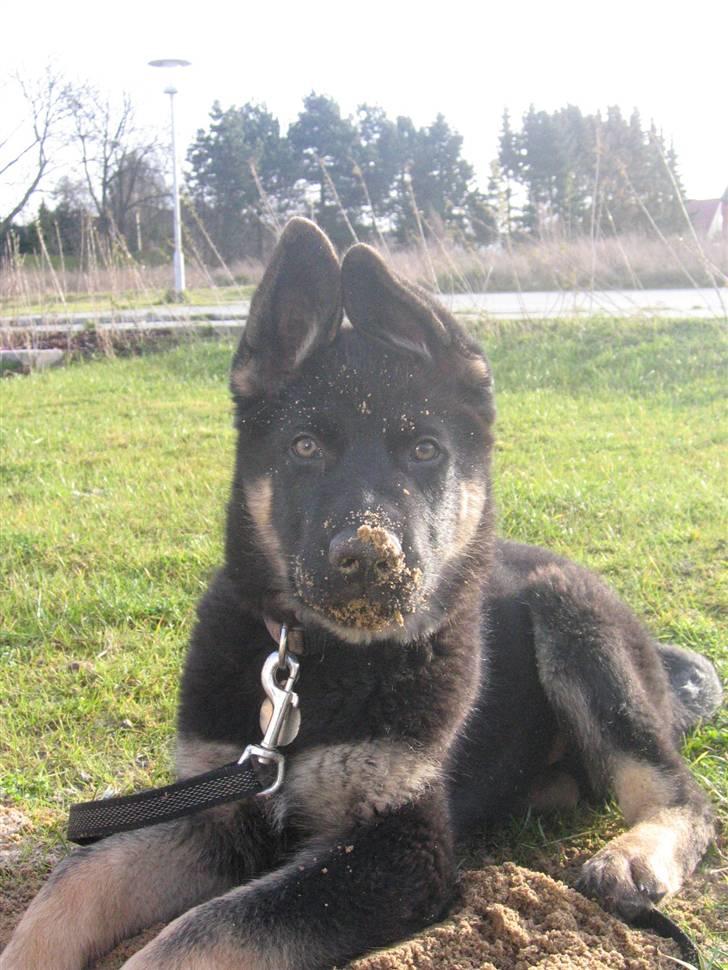 Schæferhund We-Hi-Te's Hasko - Huller skal der til, her hjælper Hasko far og mor med at lave vandhuller billede 7