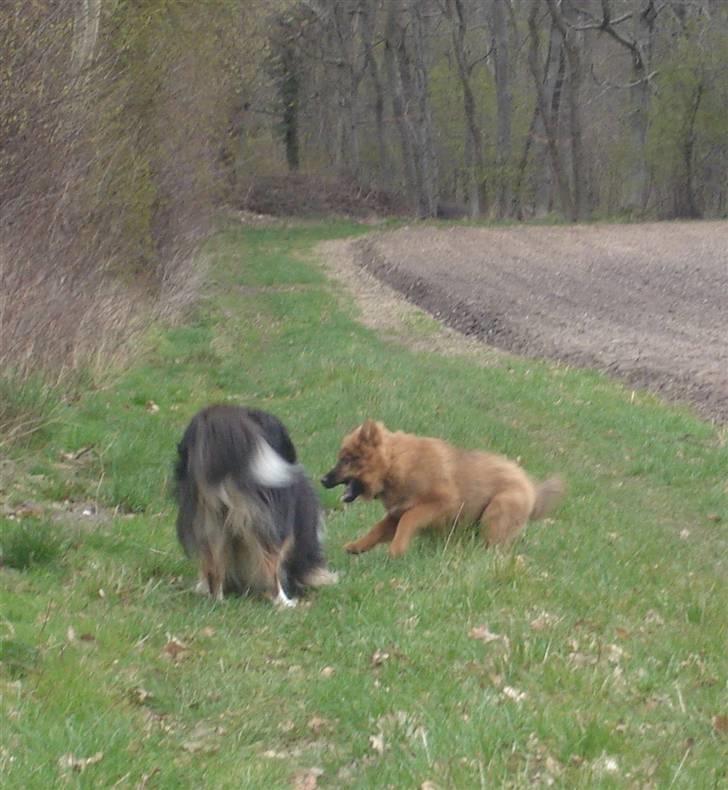 Blanding af racer Mikkel - Farlig hund;) billede 16