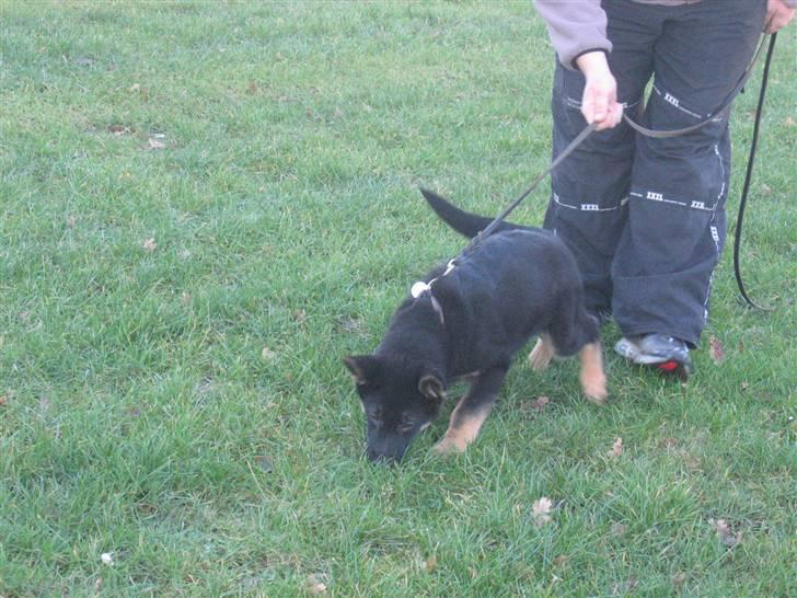 Schæferhund We-Hi-Te's Hasko - et af hans første spor - det elsker han billede 8