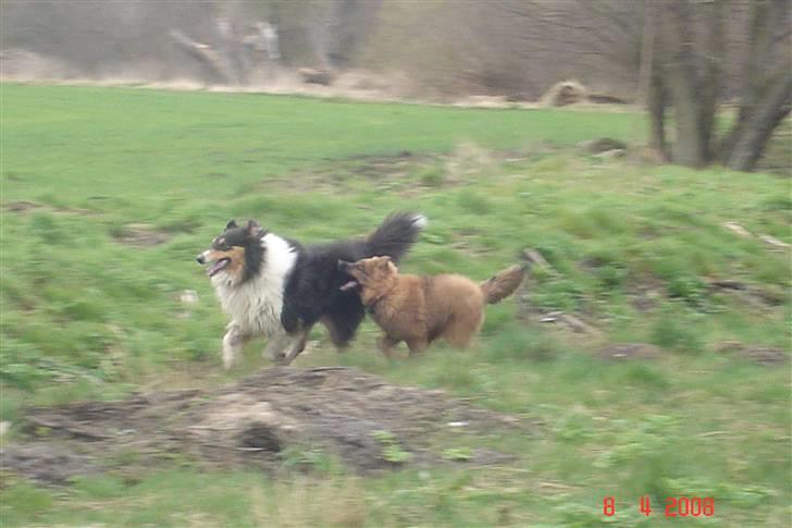 Blanding af racer Mikkel - Jeg har dig næsten Mollie! billede 17