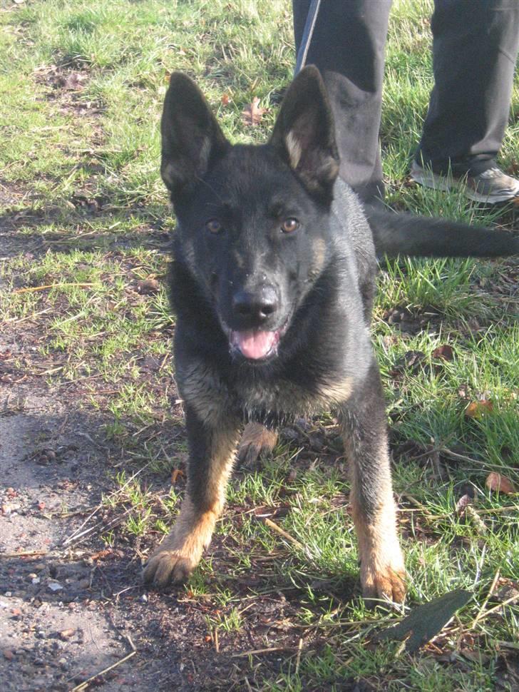 Schæferhund We-Hi-Te's Hasko - Hasko på tur billede 9