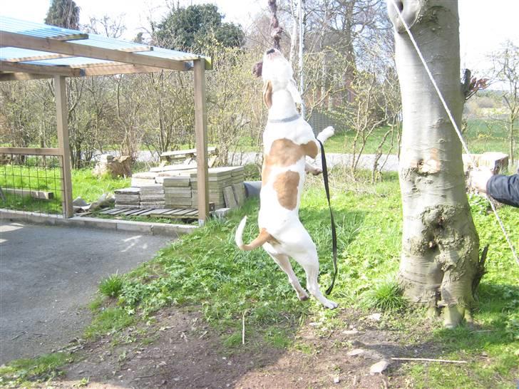 Amerikansk bulldog American Angel - Hangtime Angel hang frit første gang... billede 17