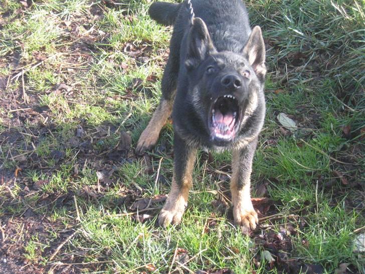 Schæferhund We-Hi-Te's Hasko - Hasko på tur - sikke farlig man kan se ud billede 10