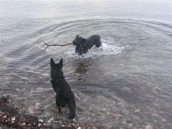 Schæferhund We-Hi-Te's Hasko - Hasko er ude og bade ved havet for første gang, hvorfor hente pinden når man kan nappe storebrors! billede 11