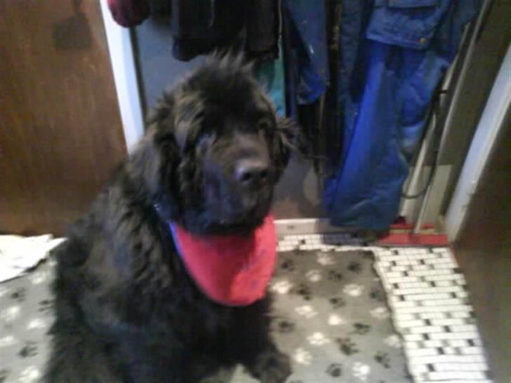 Newfoundlænder Al Capone - den sidste dag han var her  billede 12