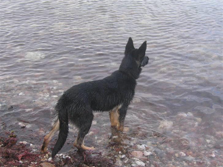 Schæferhund We-Hi-Te's Hasko billede 12