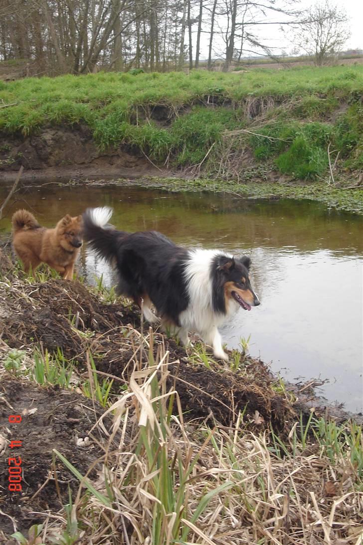 Collie langhåret Mollie - Mollie og Mikkel på eventyr billede 16
