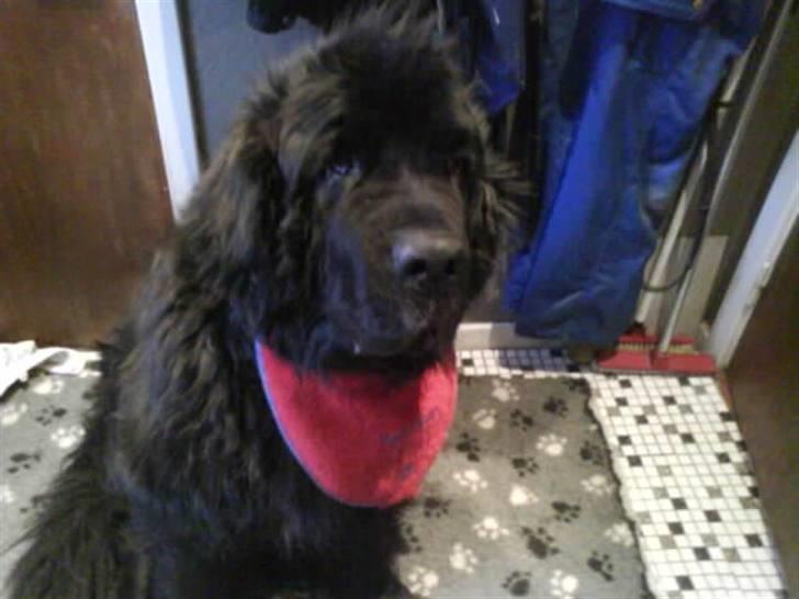 Newfoundlænder Al Capone - savner ham billede 13