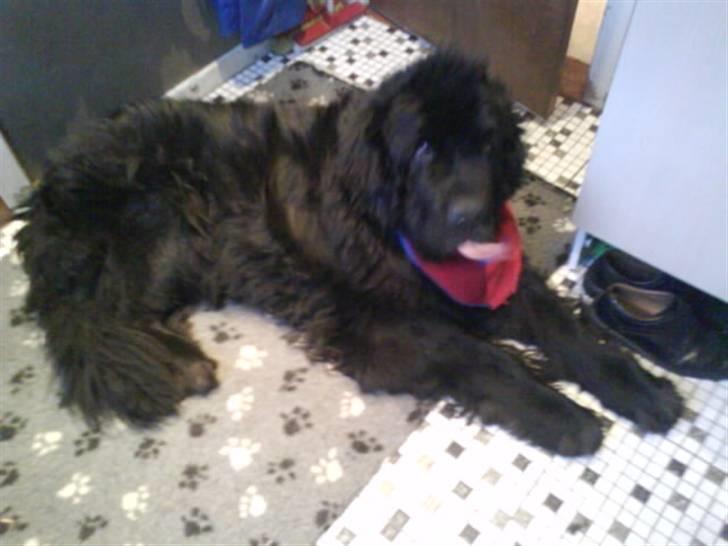 Newfoundlænder Al Capone - elsker ham billede 14