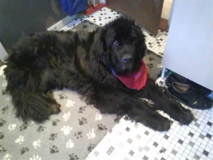 Newfoundlænder Al Capone - hvor e han sød billede 15