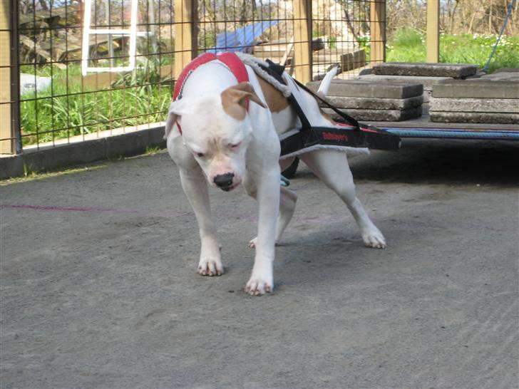 Amerikansk bulldog American Angel - Weightpull Dagen´s trænng... billede 18