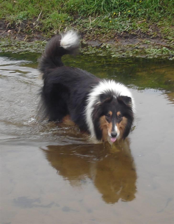 Collie langhåret Mollie - Mollie hader vand;) eller, dvs. det gjorde hun før billede 17