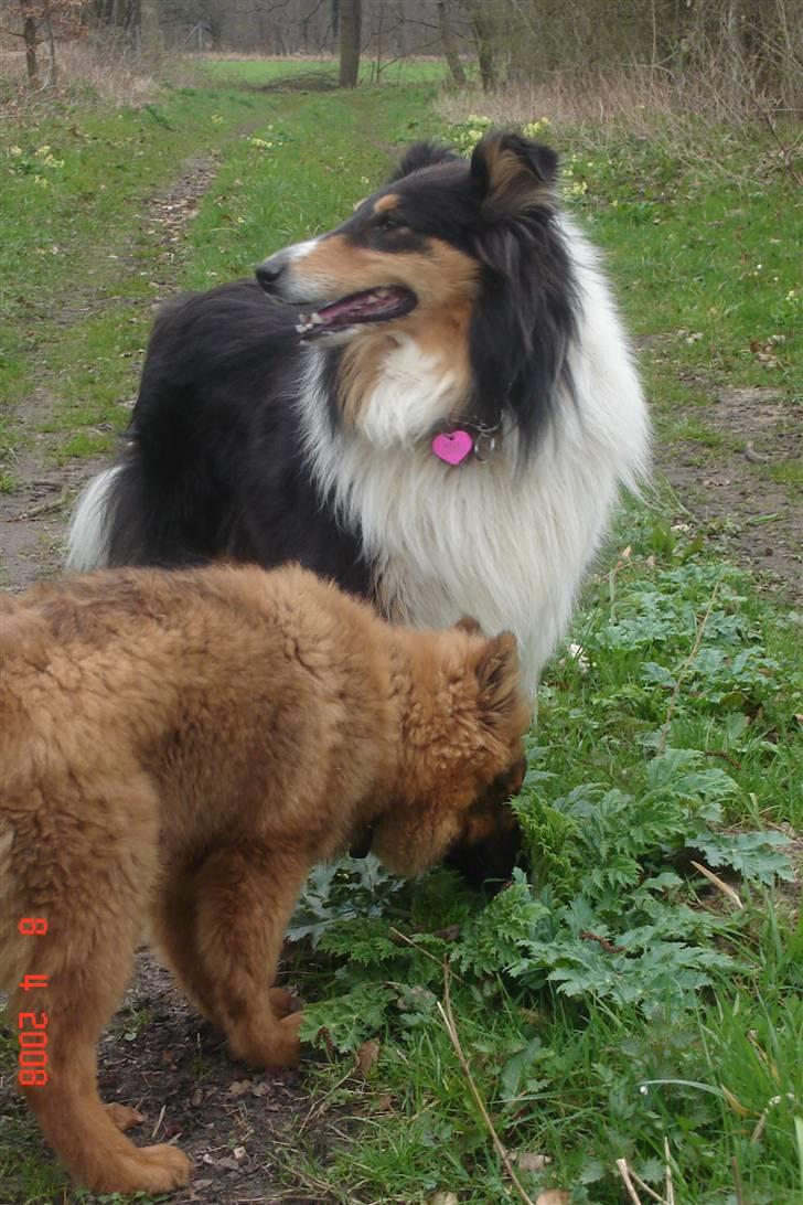 Collie langhåret Mollie - Er vi ikke lækre:) billede 18