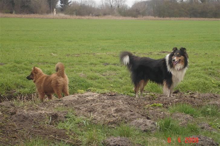 Collie langhåret Mollie - hvor kom den lyd fra? billede 20