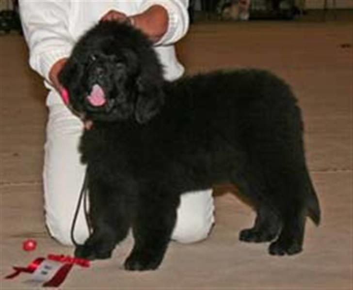 Newfoundlænder oliver billede 2