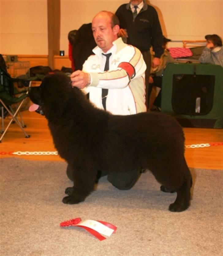 Newfoundlænder oliver billede 3