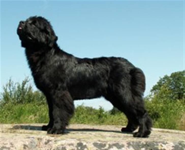 Newfoundlænder oliver billede 4