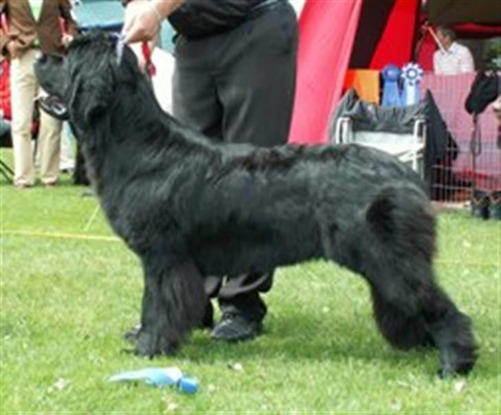 Newfoundlænder oliver billede 5