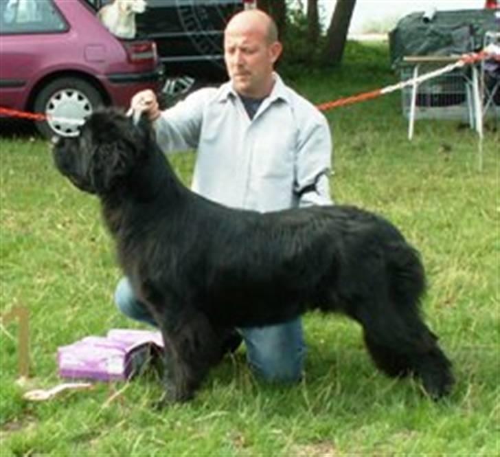 Newfoundlænder oliver billede 6