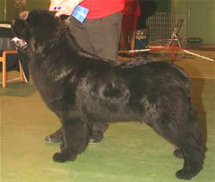 Newfoundlænder oliver billede 7