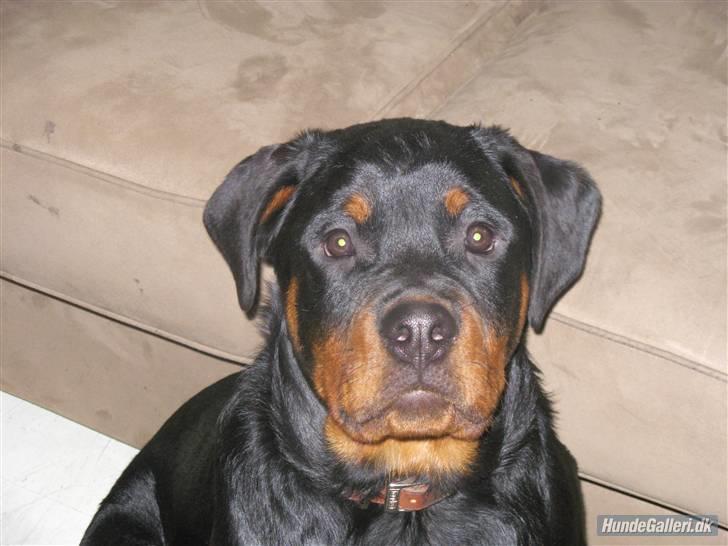 Rottweiler Basse - Basse bliver passet, 13/4-07 billede 11