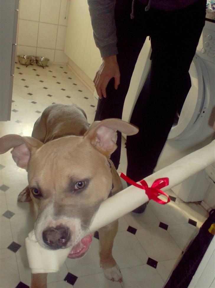 Amerikansk staffordshire terrier Milo billede 12