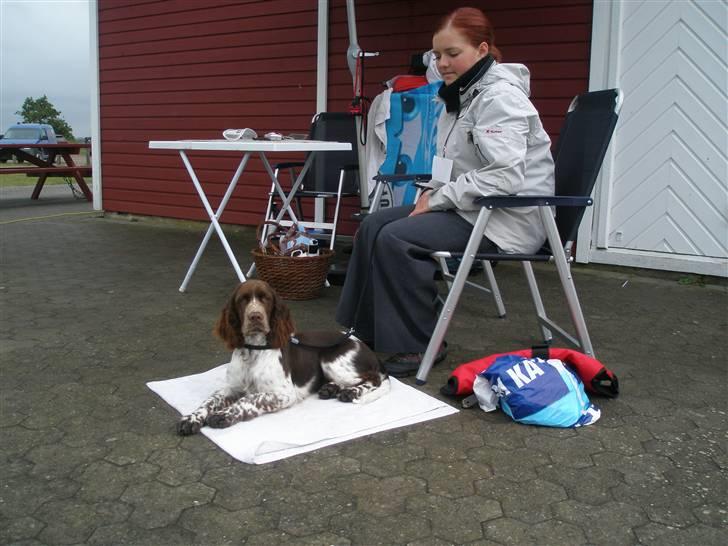 Engelsk springer spaniel Diamond ring star light billede 13