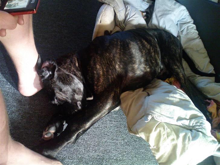 Blanding af racer General Simba *R.I.P* - Neeeeeej skal jeg virkelig op nu:( gider ikke (16 uger gammel) billede 9