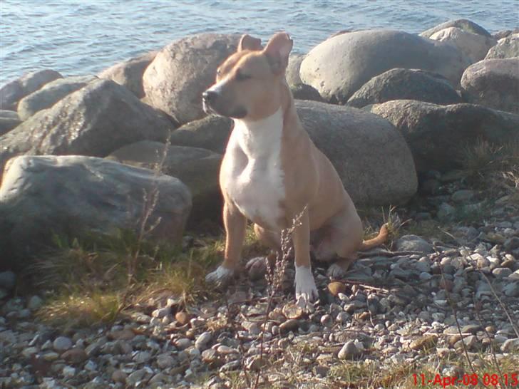 Amerikansk staffordshire terrier jessie billede 11