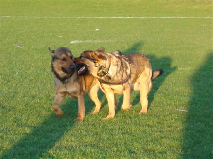 Blanding af racer Loke Rott/schæfer/norsk elg hund - Mig og min bror Charlie (også på HG) billede 2