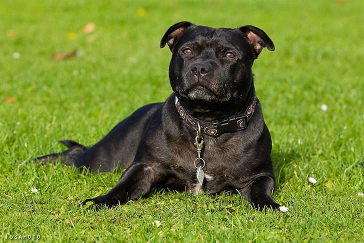 Staffordshire bull terrier DKCH.LilleBabe (RIP 20/4-11) - 19/10-08 billede 3