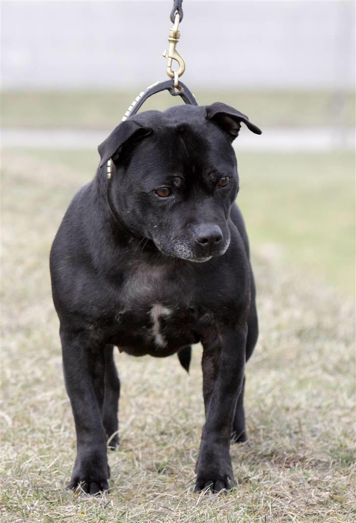 Staffordshire bull terrier DKCH.LilleBabe (RIP 20/4-11) - 21/03-10, taget af Charlotte billede 4