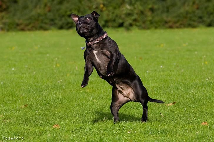 Staffordshire bull terrier DKCH.LilleBabe (RIP 20/4-11) - 19/10-08 billede 5