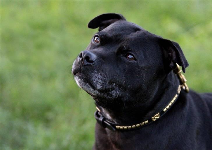 Staffordshire bull terrier DKCH.LilleBabe (RIP 20/4-11) - 19/08-10, taget af Charlotte billede 6
