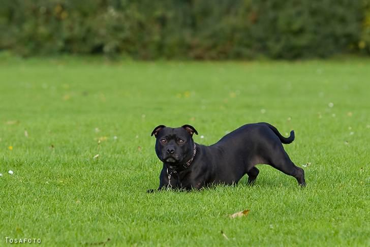 Staffordshire bull terrier DKCH.LilleBabe (RIP 20/4-11) - 19/10-08 billede 7