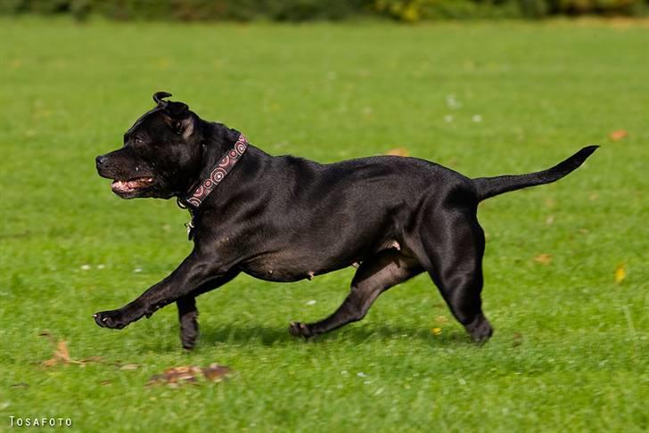 Staffordshire bull terrier DKCH.LilleBabe (RIP 20/4-11) - 19/10-08 billede 8