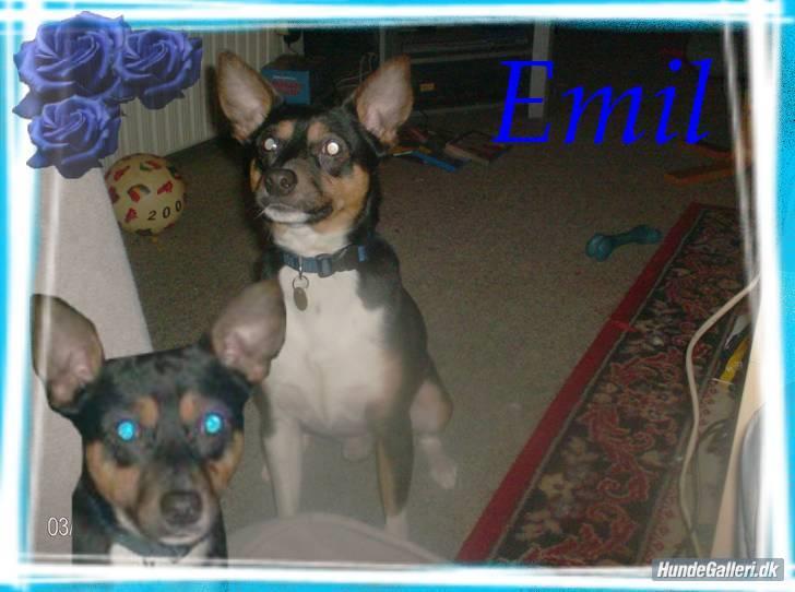 Blanding af racer Emil billede 11