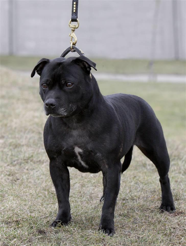 Staffordshire bull terrier DKCH.LilleBabe (RIP 20/4-11) - 21/03-10, taget af Charlotte billede 11