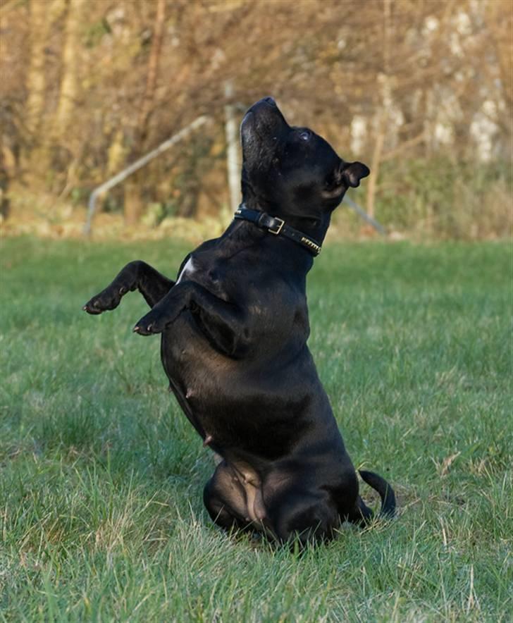 Staffordshire bull terrier DKCH.LilleBabe (RIP 20/4-11) - 21/11-09, taget af Jeanette billede 13