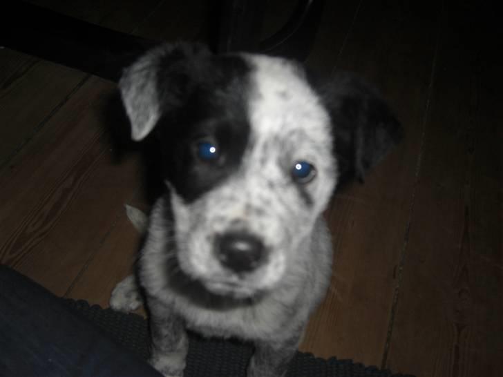 Blanding af racer Mario billede 1