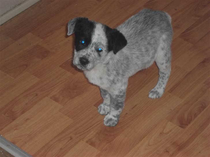 Blanding af racer Mario billede 2