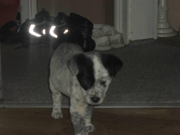 Blanding af racer Mario billede 4