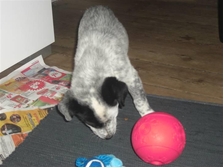 Blanding af racer Mario billede 5