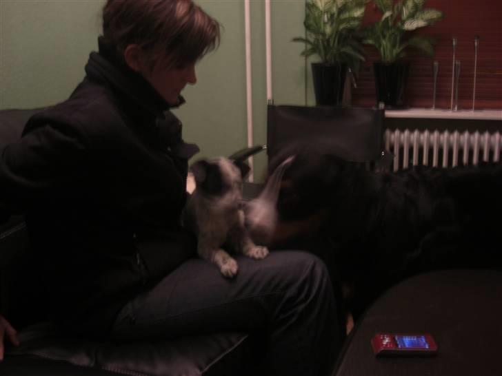 Blanding af racer Mario billede 6